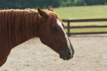 changement de comportement cheval